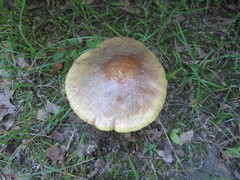 Amanita solaniolens