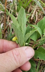 Physalis mollis variovestita