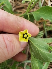Physalis mollis variovestita