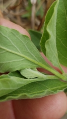 Physalis mollis variovestita