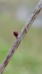 Callirhytis gallaestriatae