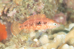 Oxycheilinus celebicus