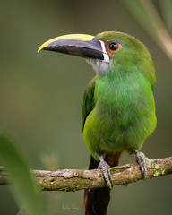 White-Throated Toucanet photo 5