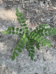 Styphnolobium