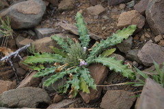 Acanthopsis hoffmannseggiana