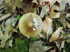 Amanita solaniolens
