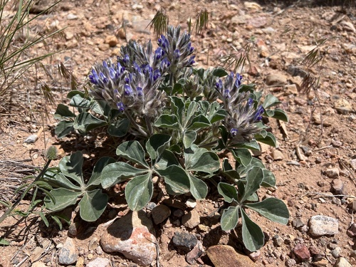 Pediomelum megalanthum var. retrorsum