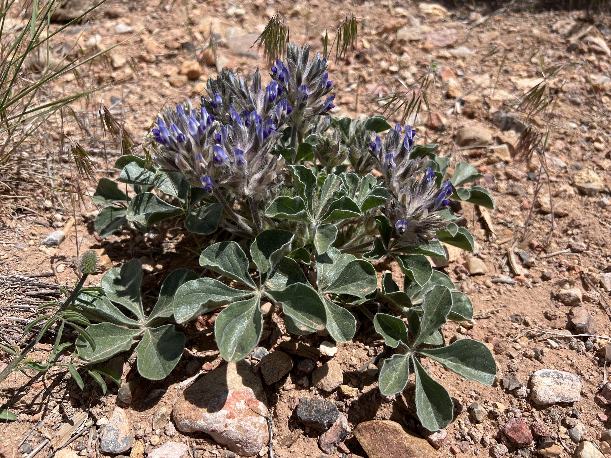 Pediomelum megalanthum var. retrorsum