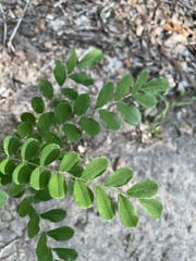Styphnolobium