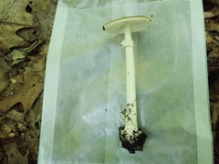 Amanita solaniolens