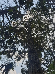 Dipterocarpus obtusifolius