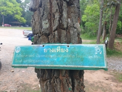 Dipterocarpus obtusifolius