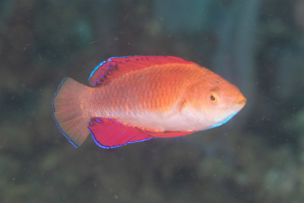 Red-Finned Fairy-Wrasse