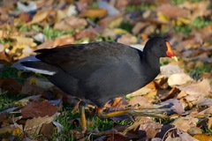 Gallinula tenebrosa