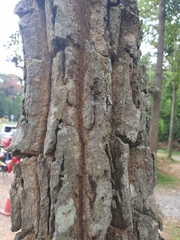 Dipterocarpus obtusifolius