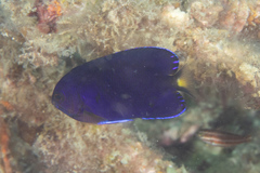 Centropyge fisheri