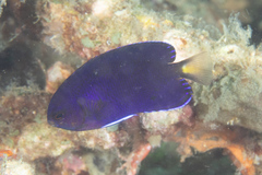 Centropyge fisheri