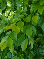 Celtis sinensis