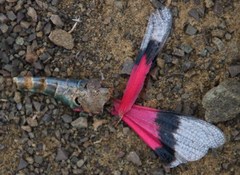 Scintharista magnifica