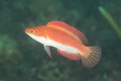 Cirrhilabrus rubripinnis