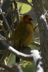 Ploceus castaneiceps