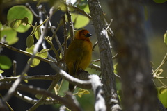 Ploceus castaneiceps