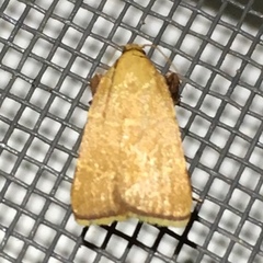 Parachma ochracealis