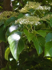 Cornus controversa