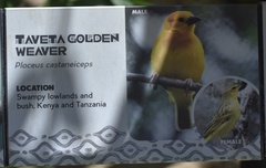 Ploceus castaneiceps