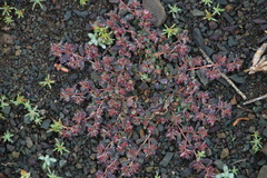 Euphorbia inaequilatera