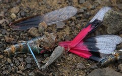 Scintharista magnifica