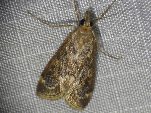 Wolfberry Loxostege Moth photo 4