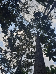 Dipterocarpus obtusifolius