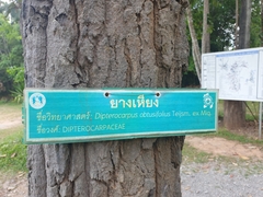 Dipterocarpus obtusifolius