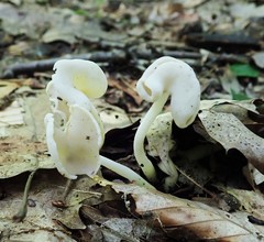 Helvella stevensii
