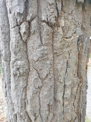 Dipterocarpus obtusifolius