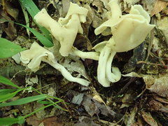 Helvella stevensii