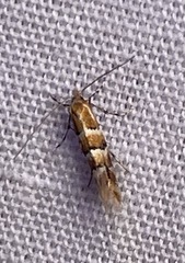 Chrysaster ostensackenella