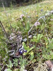 Plectritis congesta brachystemon