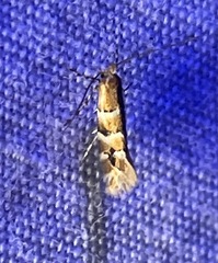 Chrysaster ostensackenella