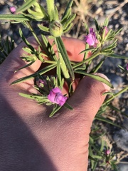Misopates