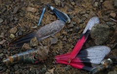 Scintharista magnifica