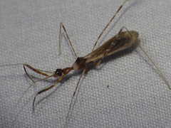 Stenolemoides arizonensis