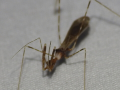 Stenolemoides arizonensis