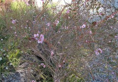 Thryptomene saxicola