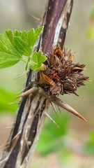 Rhopalomyia grossulariae