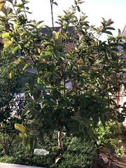 Psidium