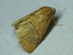 Apoda latomia