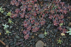 Euphorbia inaequilatera