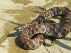 Clonophis kirtlandii